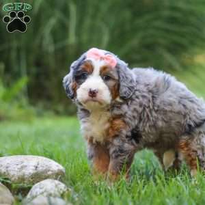 Razzel, Mini Bernedoodle Puppy